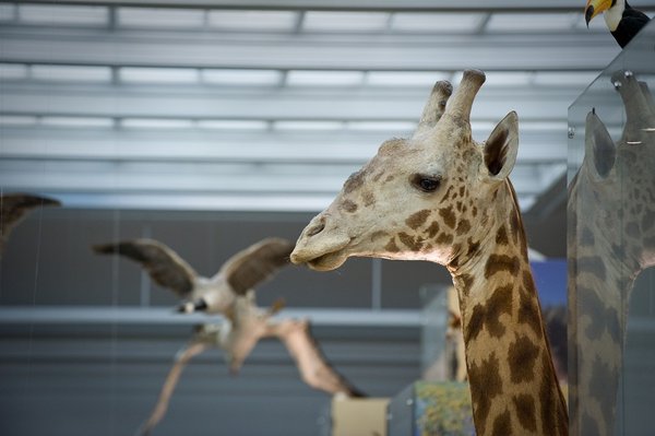A museum taxidermy mount of a giraffe's head and neck 